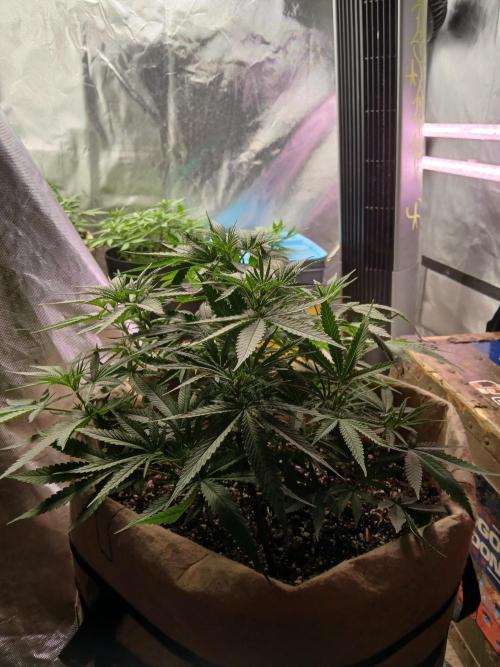 Genius Juice x Cinderella 99 Feminized. Week 8 - Such an easy grow.