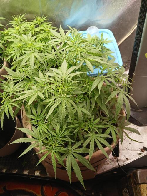 Genius Juice x Cinderella 99 Feminized. Week 9 - Flipped this baby to flower last week, starting to see pistils forming.