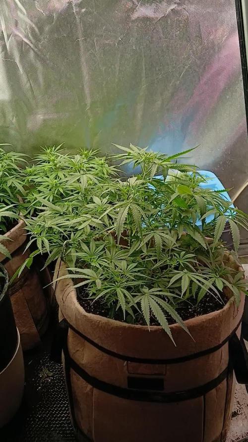 Genius Juice x Cinderella 99 Feminized