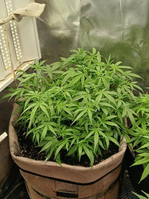 Permanent Marker Auto. Week 8 - I see the first signs of flowering, small pistils are forming. Ill know for sure