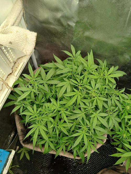 Permanent Marker Auto. Week 8 - So healthy. Not a brown leaf on her.