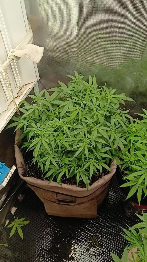 Permanent Marker Auto