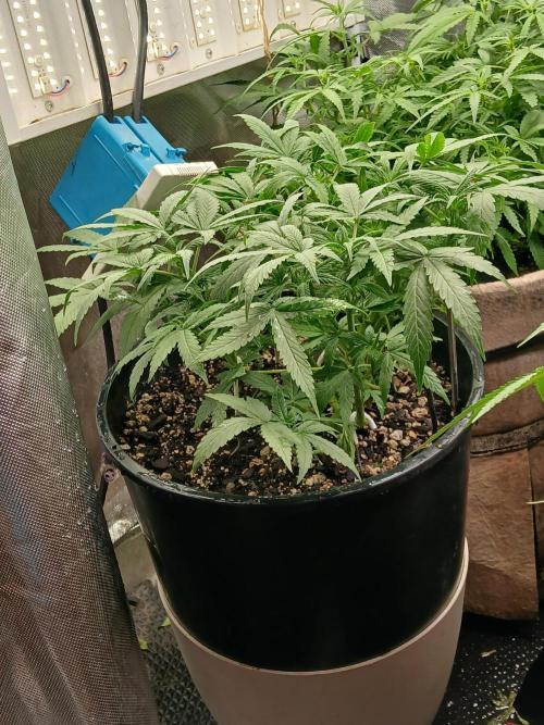 Red Devil Auto from WeedSeedsExpress. Week 7 - She's thriving right now. I have the nutrients dialed in.