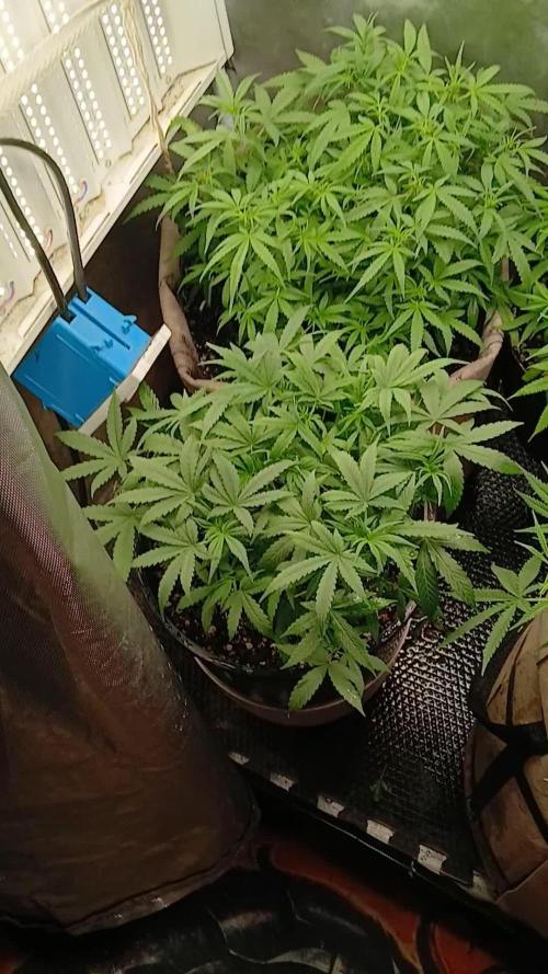 Red Devil Auto from WeedSeedsExpress