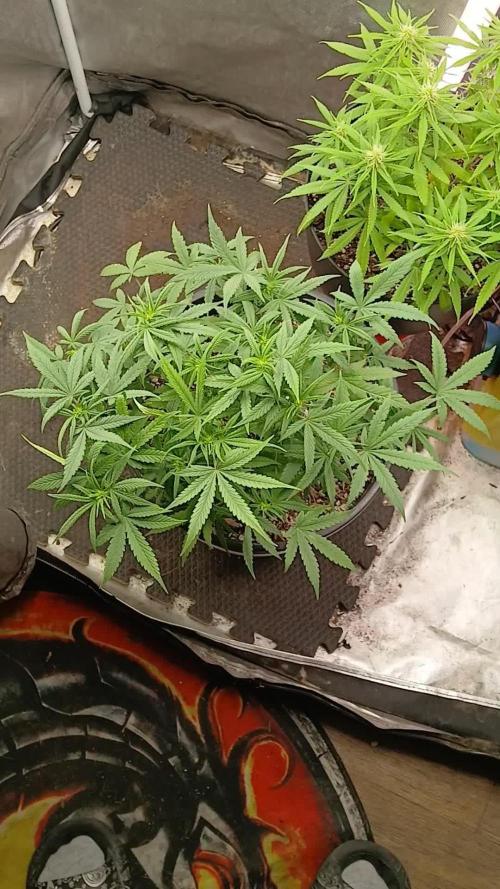 Red Devil Auto from WeedSeedsExpress