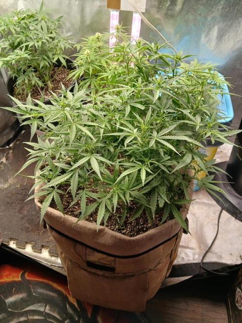 Permanent Marker Auto. Week 9 - Healthiest plant in the bunch