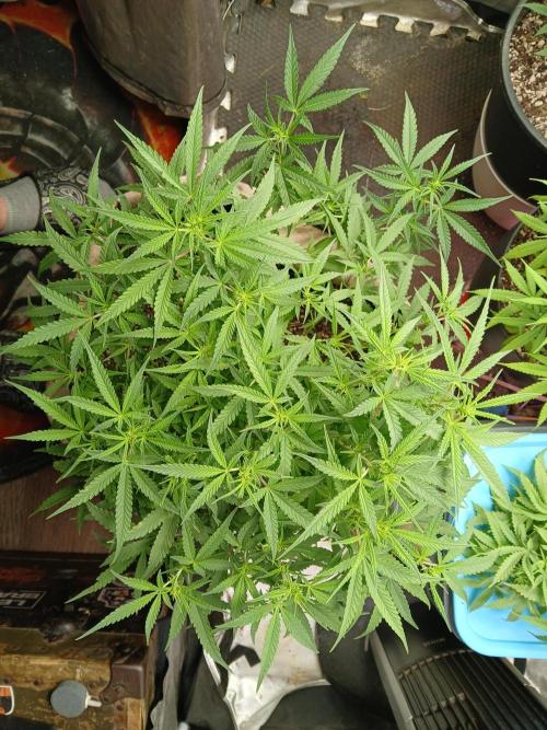 Permanent Marker Auto. Week 9 - Beautiful canopy