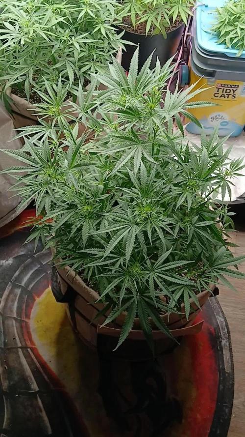 Genius Juice x Cinderella 99 Feminized