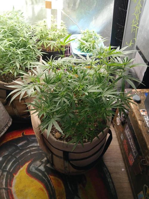 Genius Juice x Cinderella 99 Feminized. Week 10