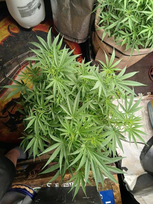 Genius Juice x Cinderella 99 Feminized. Week 10