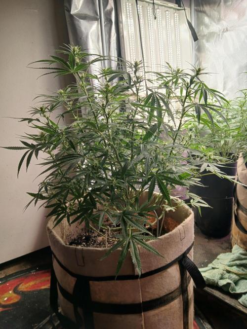 Genius Juice x Cinderella 99 Feminized. Week 11