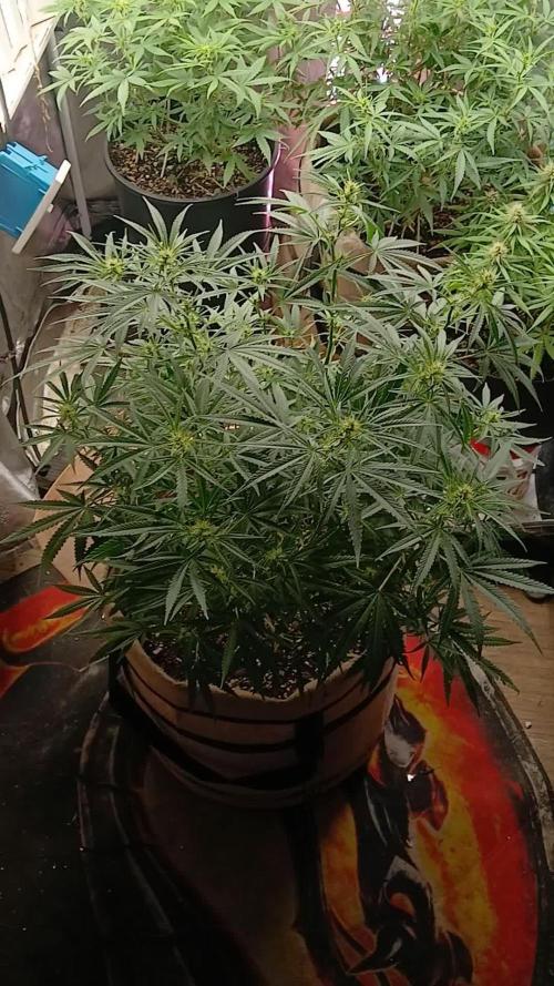 Genius Juice x Cinderella 99 Feminized