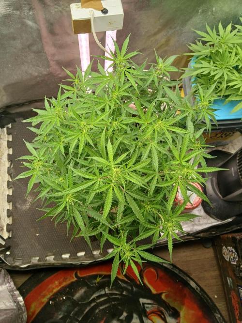 Permanent Marker Auto. Week 10