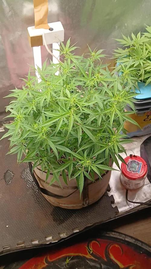 Permanent Marker Auto