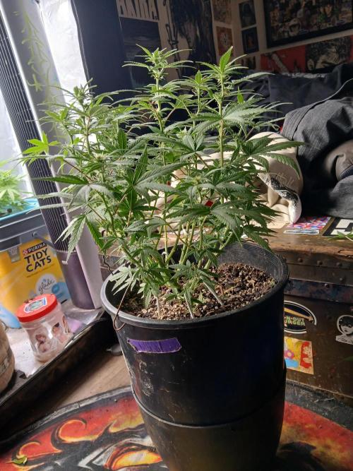 Red Devil Auto from WeedSeedsExpress. Week 9