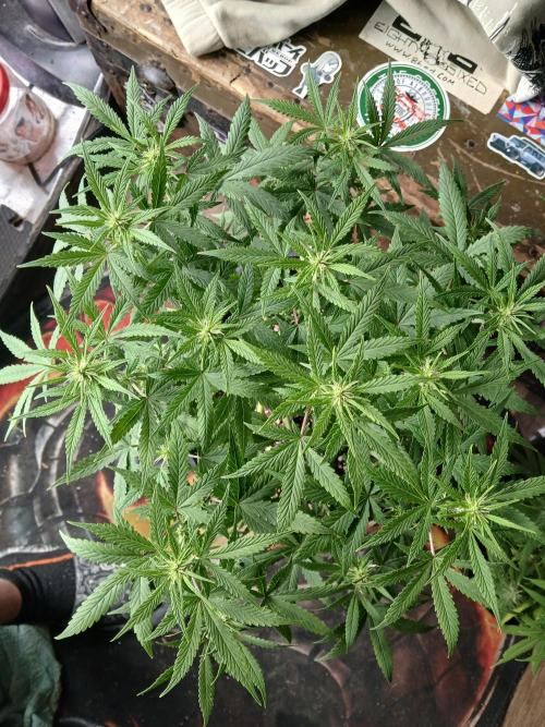 Red Devil Auto from WeedSeedsExpress. Week 9