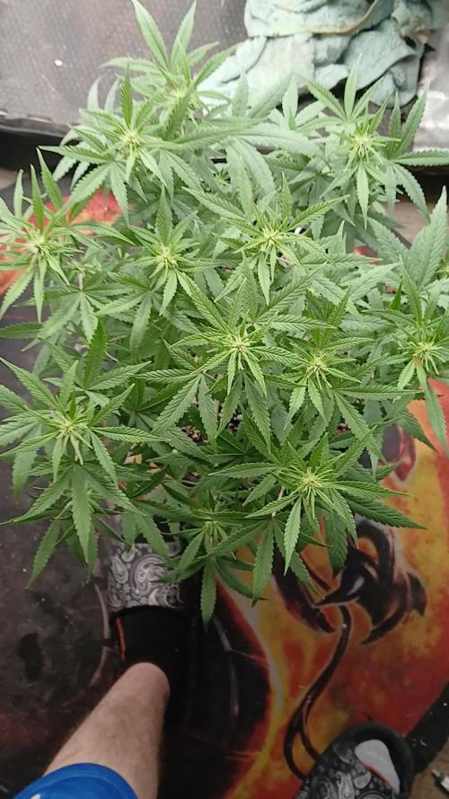 Red Devil Auto from WeedSeedsExpress