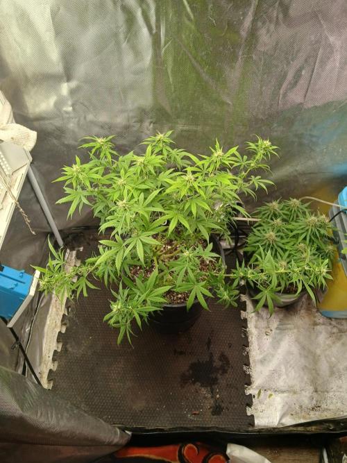 Red Devil Auto from WeedSeedsExpress. Week 10 - Finished lollipopping 