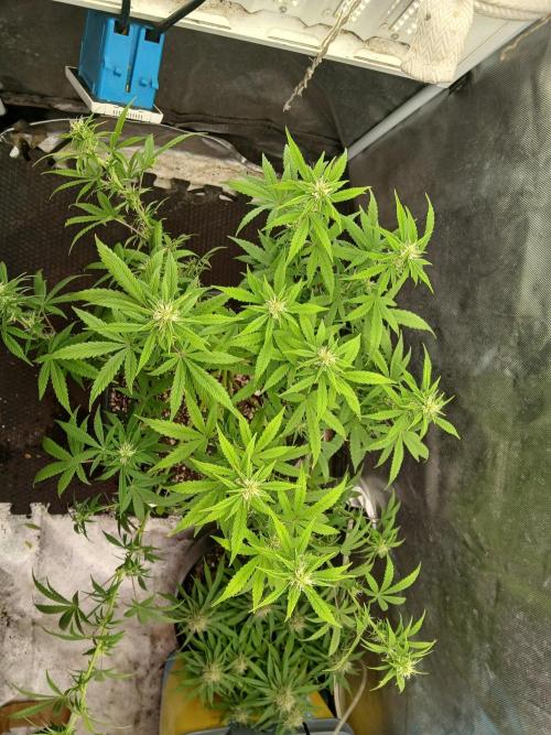 Red Devil Auto from WeedSeedsExpress. Week 10 - Color is looking a bit light. Adding a tiny amount of nitrogen and calmag 