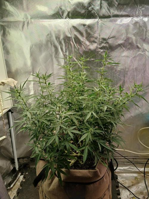 Permanent Marker Auto. Week 11 - She started stretching a lot this week.