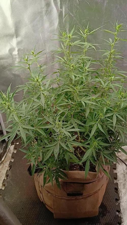 Permanent Marker Auto