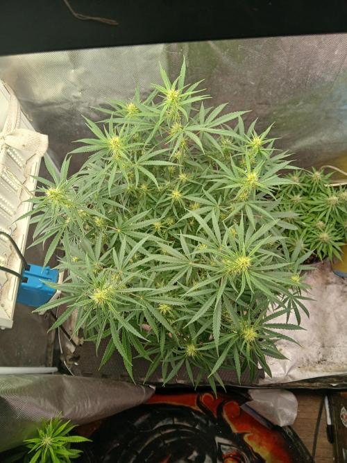 Genius Juice x Cinderella 99 Feminized. Week 12 - This girl is STACKED with bud sites