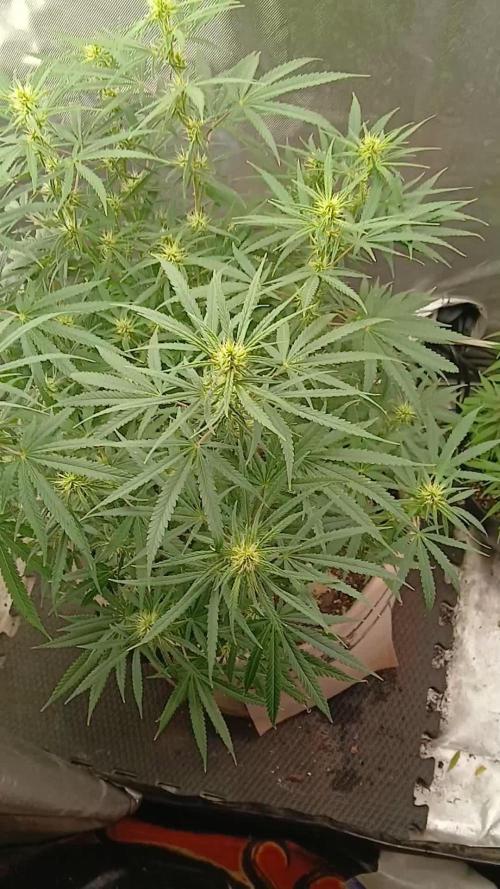 Genius Juice x Cinderella 99 Feminized