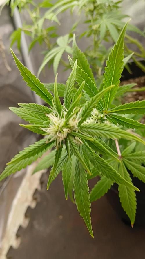 Red Devil Auto from WeedSeedsExpress