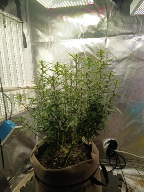 Permanent Marker Auto. Week 12 - This is going to produce a lot of bud