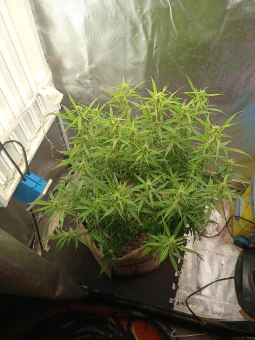 Genius Juice x Cinderella 99 Feminized. Week 13