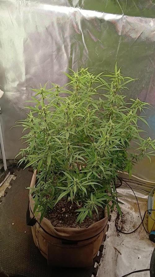 Genius Juice x Cinderella 99 Feminized