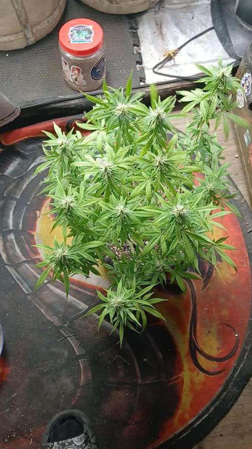 Red Devil Auto from WeedSeedsExpress