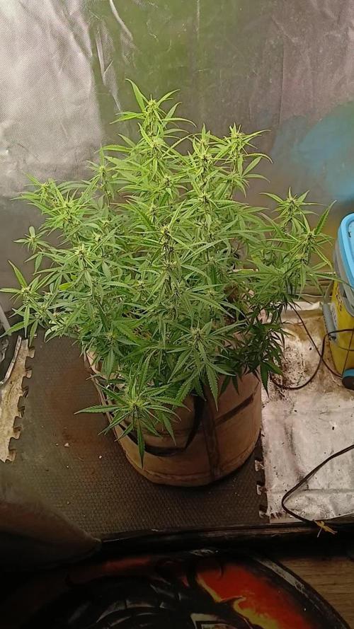 Genius Juice x Cinderella 99 Feminized