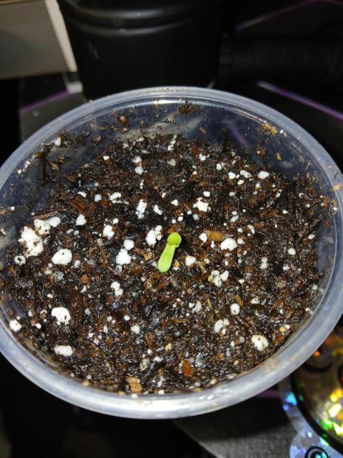 Grease Monkey Auto. Week 1