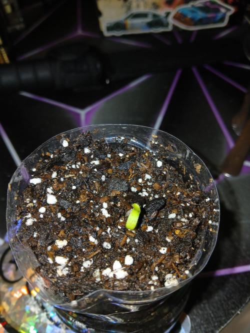 Ghost Train Haze Auto. Week 1