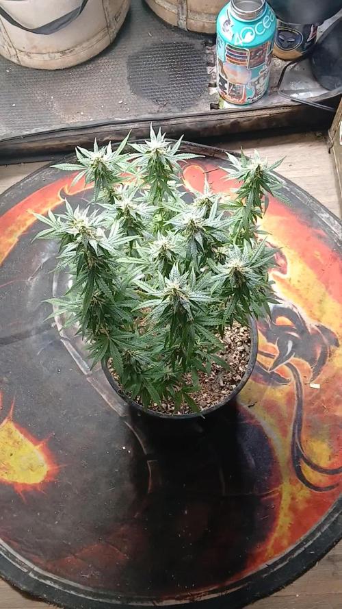 Red Devil Auto from WeedSeedsExpress