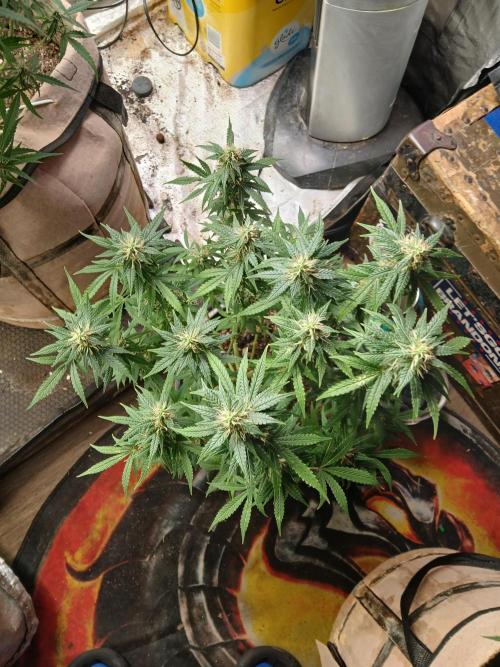 Red Devil Auto from WeedSeedsExpress. Week 12 - Color came back, looking so healthy now.