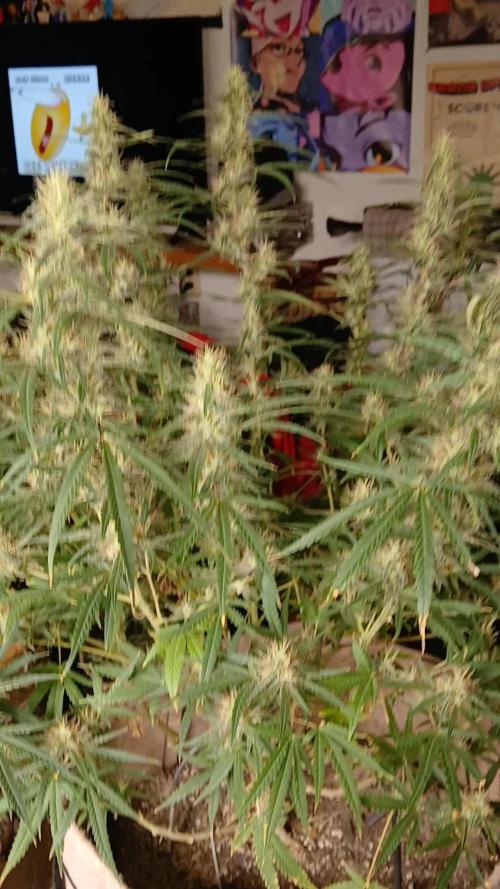 Genius Juice x Cinderella 99 Feminized