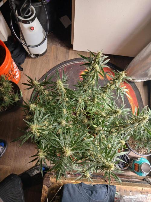 Genius Juice x Cinderella 99 Feminized. Week 14