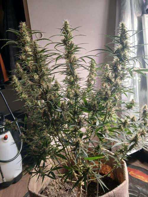 Genius Juice x Cinderella 99 Feminized. Week 14