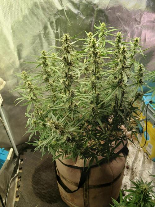 Permanent Marker Auto. Week 13