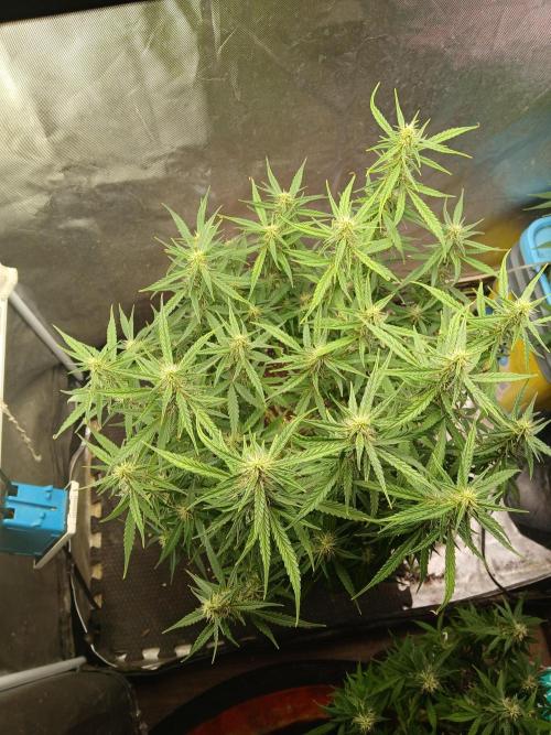 Permanent Marker Auto. Week 13