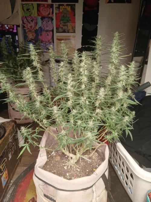 Permanent Marker Auto. Week 14 - Bud sites have absolutely COVERED the plant, it has a very strong fruity smell