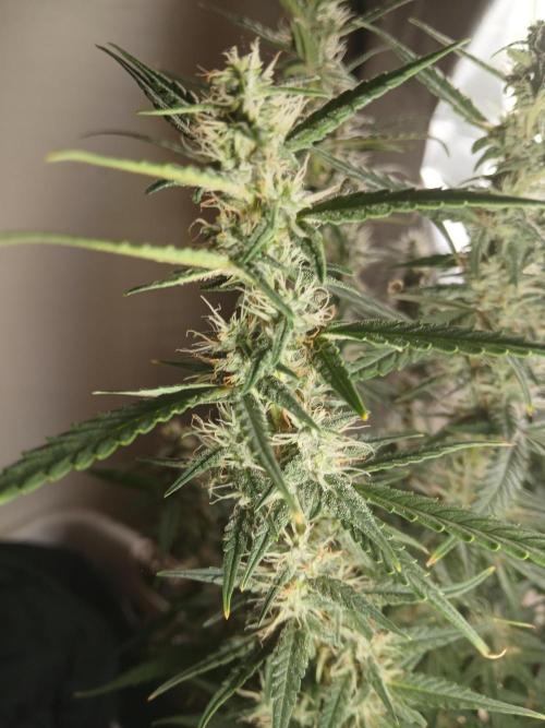 Permanent Marker Auto. Week 14