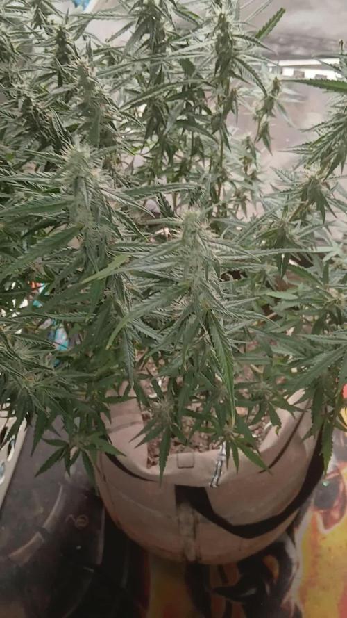 Permanent Marker Auto