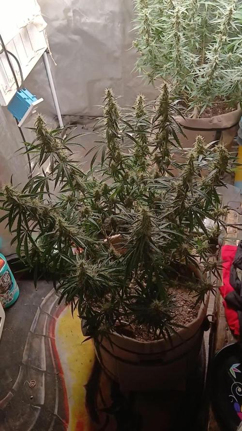 Genius Juice x Cinderella 99 Feminized