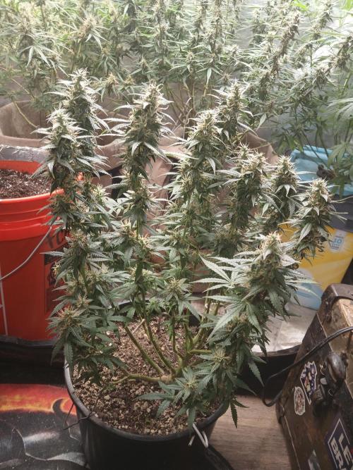 Red Devil Auto from WeedSeedsExpress. Week 13