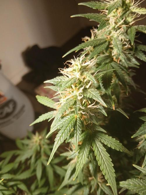 Red Devil Auto from WeedSeedsExpress. Week 13