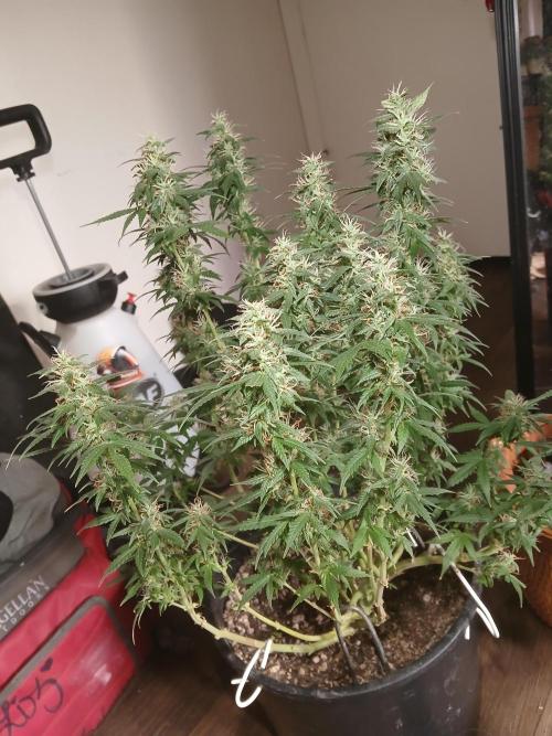 Red Devil Auto from WeedSeedsExpress. Week 13