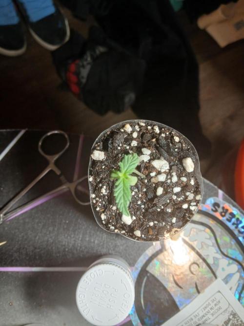 Ghost Train Haze Auto. Week 2